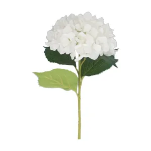 Giant white head hydrangea